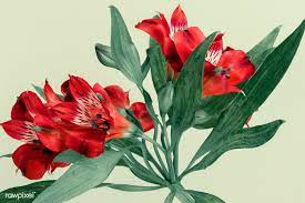 Download Premium Image Of Fresh Red Alstroemeria Flower On Green Alstroemeria White Lily Flower Macro Photography Flowers