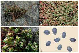 Image result for Pseudocalyx