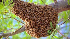 **this film is under license from vision films inc. Killer Bees How To Avoid Getting Stung