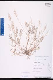 Image result for Eragrostis procumbens