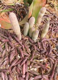 Image result for Huernia procumbens