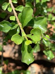 Image result for Coddia rudis