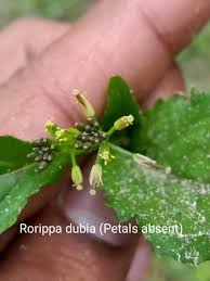 Image result for Psychotria sublyrata