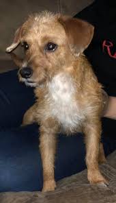 Scrappy is back with us, as his adopter wasn't able to care for him any  longer. He is a wire haired terrier, not quite two years old. He has lots  of energy