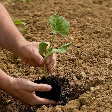 Planting calendar when to start by the moon farmers almanac old a manitoba chart for vegetable companion top 10 veggies best days plant aboveground crops. Old Farmer S Almanac