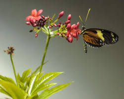 Two-dollar Tuesdays lure parents, kids to Insectarium