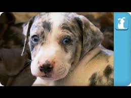 Catahoula Puppies Lovetoknow