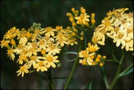 Image result for Senecio latifolius