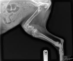 The most common cats x ray. My Dog Walk On Three Legs I Go To See A Vet And Took X Ray The Vet Told Me The Leg Was Broken I Look The X Ray And