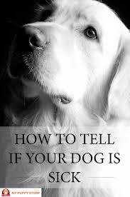 Premium brand supplements, grooming, and critical care products for your animals needs. How To Tell If Your Dog Is Sick My Puppy Story