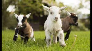Funniest Baby Goat Videos Compilation New Hd Youtube