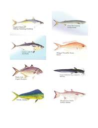 Ikan hias air tawar yang satu ini cukup mudah ditemukan di indonesia. Ikan Air Masin Di Malaysia