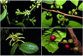 Image result for Margaritaria