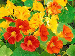 The seeds make a good substitute for capers; Nasturtiums Are Colorful Edible And Easy To Grow Redlands Daily Facts