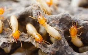 Submitted 5 years ago by defyinsanity. Termites