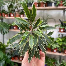 Image result for Plerandra