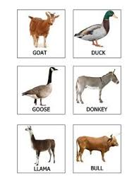 Realia Photo Animal Flash Cards Farm Free Animal Flashcards Animal Learning Flashcards