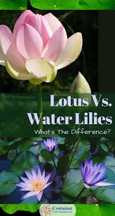 We did not find results for: Lotus Vs Water Lilies What S The Difference Container Water Gardens