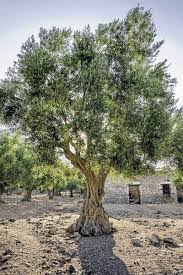 Learn How To Grow Olive Trees In The Home Landscape Gardener S Path Olive Trees Landscape Growing Olive Trees Olive Tree Care