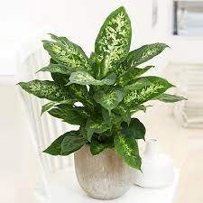 Dieffenbachia Compacta In 2020 Plants Ivy Plants Indoor Plants