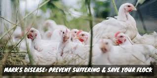Marek's disease is a virus that causes tumours to grow in one or more areas. Marek S Disease Prevent Suffering Save Your Flock Sorry Chicken