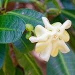 Image result for Voacanga thouarsii