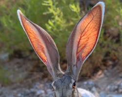 Rabbit with long ears