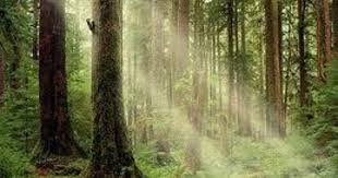 Nancy Rhine, MS, LMFT