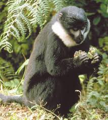 Image result for Mimulopsis excellens