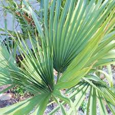 Image result for Sabal