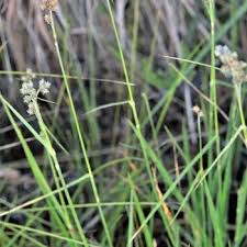 Image result for Fuirena pubescens