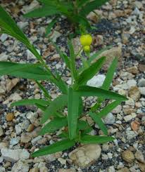 Image result for Crotalaria misella