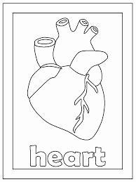 The user can show or hide the. Coloring Pages Of A Heart Beautiful Fun Coloring Pages Human Body Coloring Pages In 2021 Anatomy Coloring Book Heart Coloring Pages Cool Coloring Pages