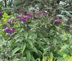 Image result for Vernonia fastigiata