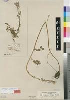 Image result for Cardamine obliqua