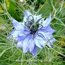 Nigella love in a mist height. Nigella Love In A Mist Planting And Growing Guide