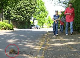 Ratten Werden Immer Haufiger Beobachtet Auch Am Tag Kamen