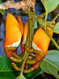 Image result for Erythrina fusca