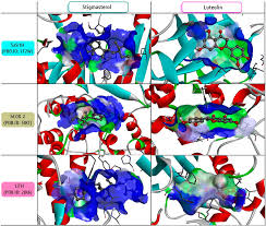 Image result for Diplolophium africanum