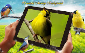 خلفيات الطيور خلفيات متحركه مع صوت For Android Apk Download