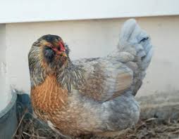 Easter Eggers Chickens Americana Chickens Fancy Chickens