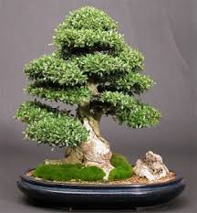 Bonsai is a japanese tradition of growing small trees in a shallow plant. Ilex Crenata Bonsai Japanese Holly Bonsai Species Guide