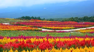 Water sprinkler in flower garden. Pin On The Year In Red