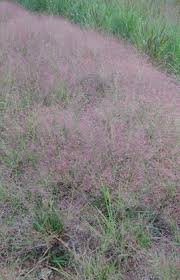 Image result for Eragrostis caespitosa