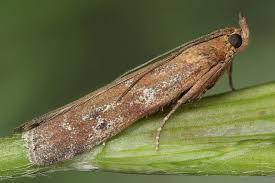 Image result for Delplanqueia inscriptella