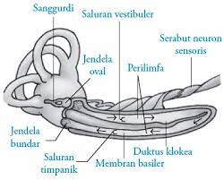 Maybe you would like to learn more about one of these? Proses Mekanisme Pendengaran Pada Telinga Manusia