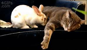 Cat And Rabbit Cute Animals Rabbit Cat Cats Adorable Animal Kittens Pets Gifs Kitten Gif Bunny Funny Animals Cute Animals Funny Animals Animals Friends