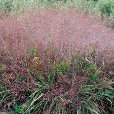 Image result for Isolepis costata