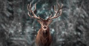How to draw deer antlers easy. Learn How To Draw A Deer In This Step By Step Tutorial