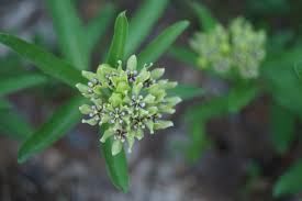 Image result for Asclepias longissima